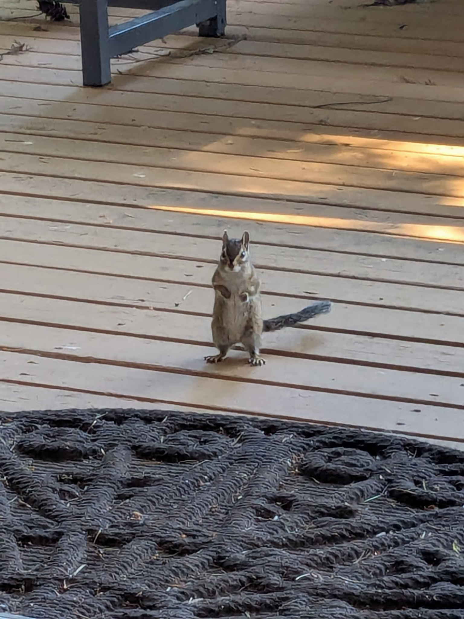 Chipmunk standing on the deck